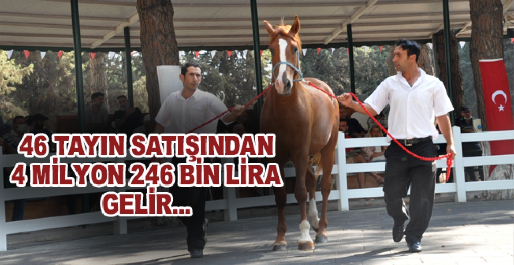 Tigem Tay Satışından Tek Seferde 4 Milyon 246 Bin Liralık Gelir Elde Etti