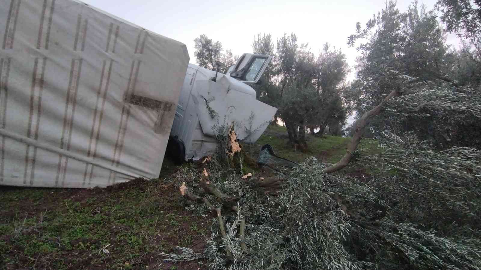 Tır Zeytinliğe Devrildi,Sürücü Yaralandı