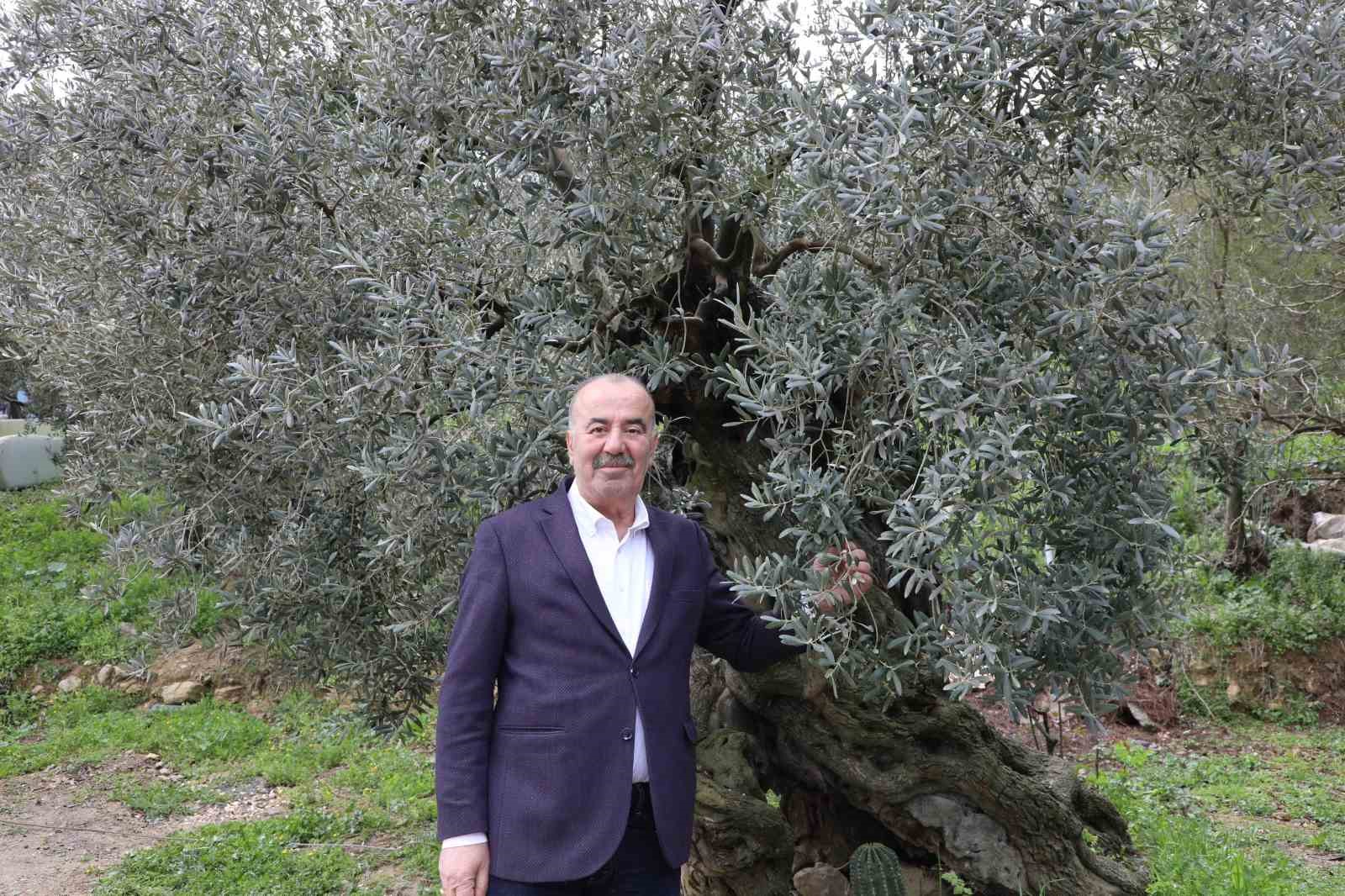Tirilye Zeytini İçin Coğrafi İşaret Başvurusu