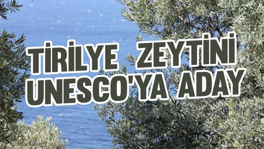 Tirilye Zeytini UNESCO'ya Aday