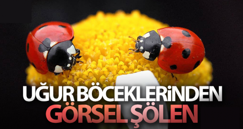 Uğur Böceklerinden Görsel Şölen