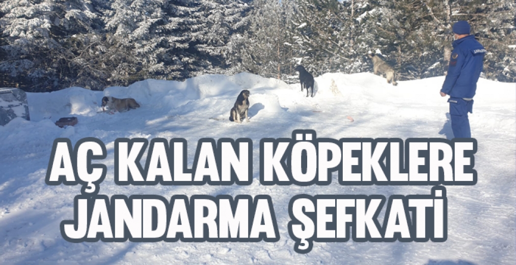 Uludağ'da Aç Kalan Köpeklere Jandarma Şefkati