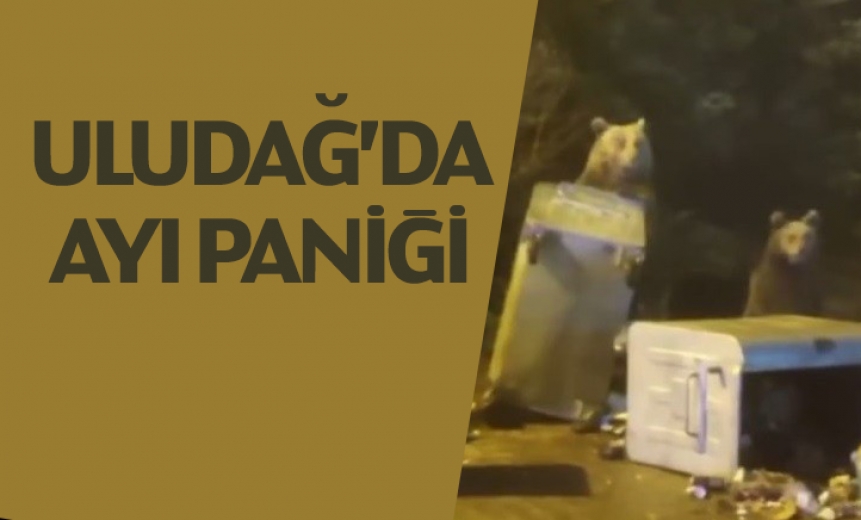 Uludağ'da Ayı Paniği