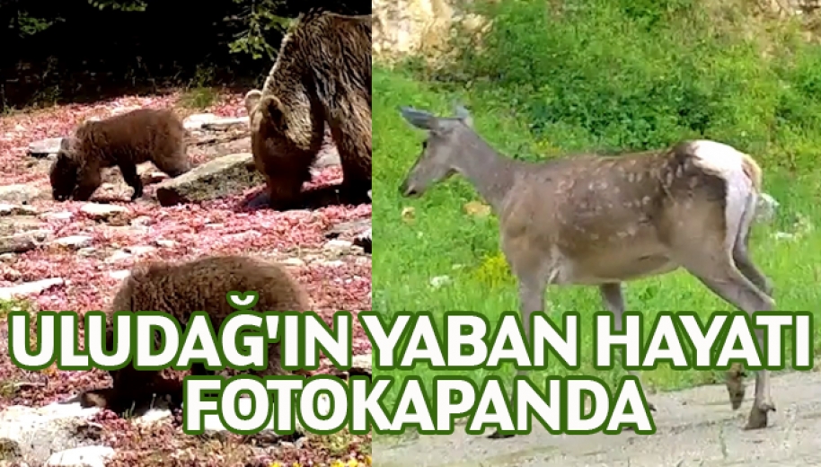 Uludağ'ın Yaban Hayatı Fotokapanda