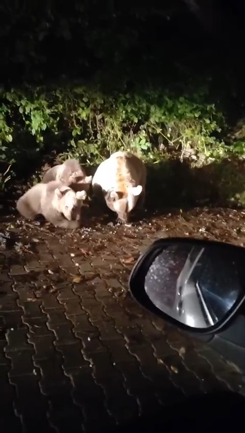 Uludağın Meşhur Yavru Ayıları Büyüdü