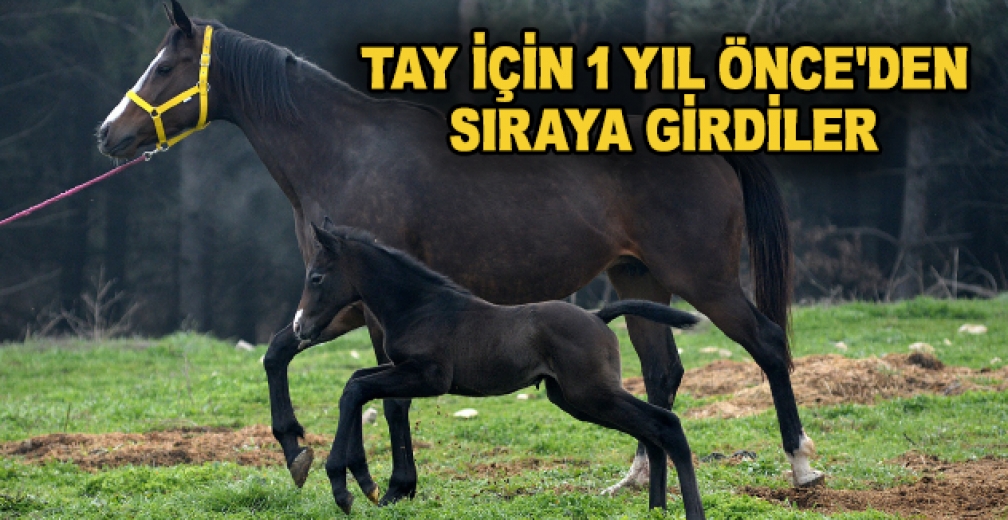 Üniversite'de Doğan Tay İçin Bir Yıl Önceden Sıraya Girdiler