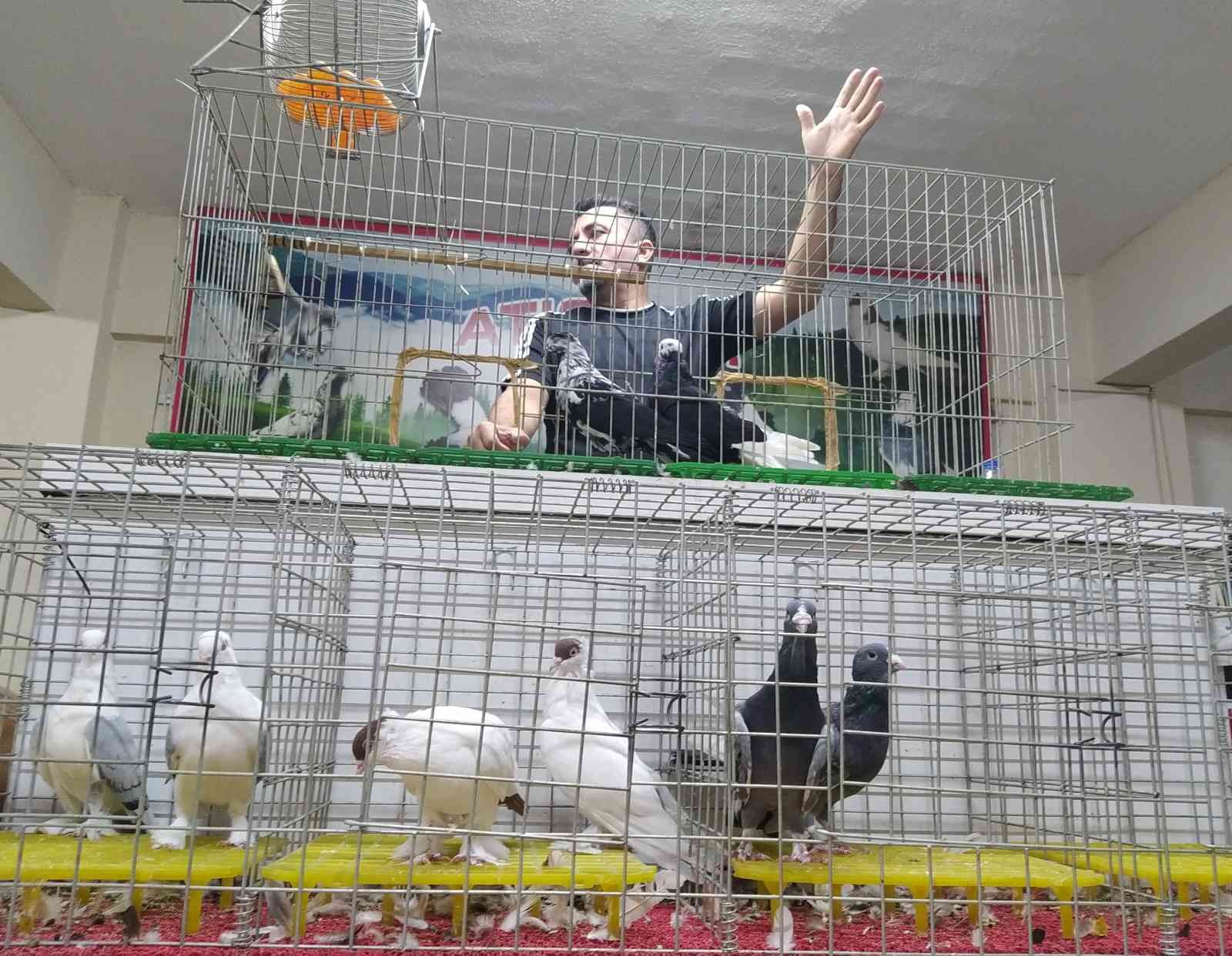 Uyumayıp Güvercin Mezadına Akın Ettiler