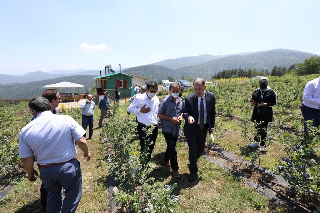 Yaban Mersininde Hedef 20 Bin Ton