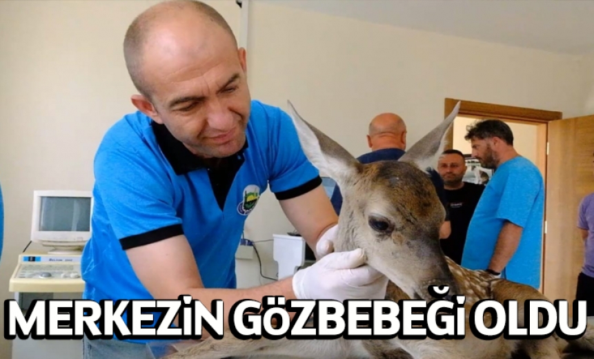 Yaralı Yavru Ceylan Merkezin Gözbebeği Oldu