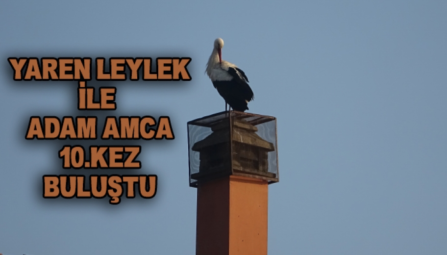 Yaren leylek Uzun Süren Göç Yolculuğu Sonrası Yeni Yuvasına Yerleşti