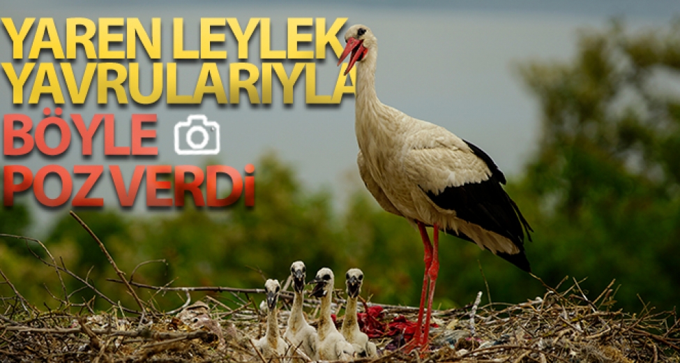 Yaren Leylek Yavrularıyla Böyle Görüntülendi