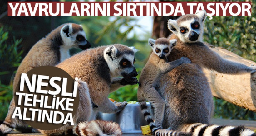Yavrularını Sırtında Taşıyor
