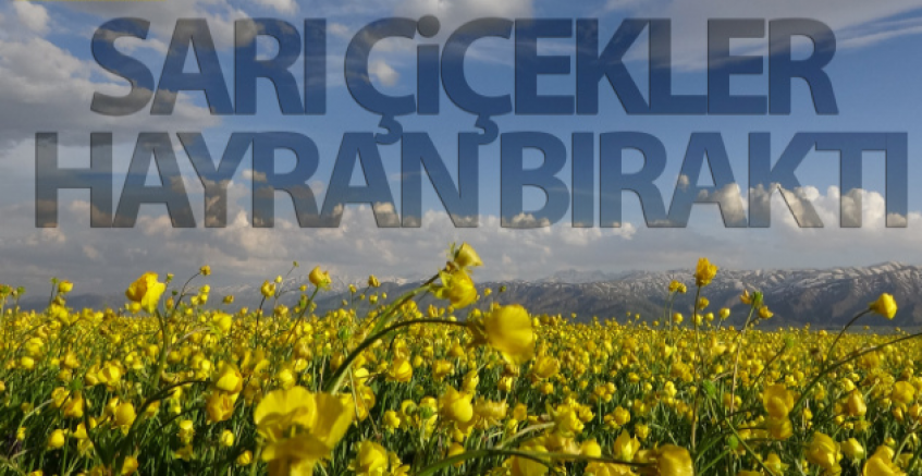 Yüksekova'da Sarı Çiçekler Hayran Bıraktı