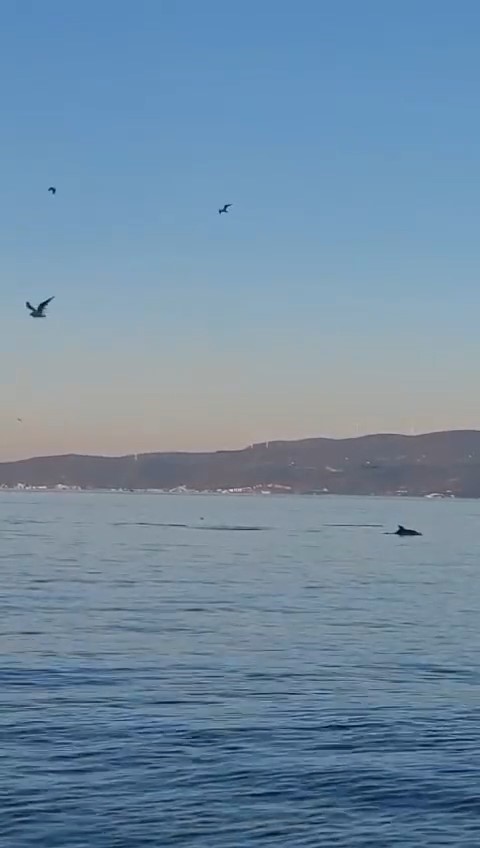 Yunus Balıklarının Dansı Kamerada