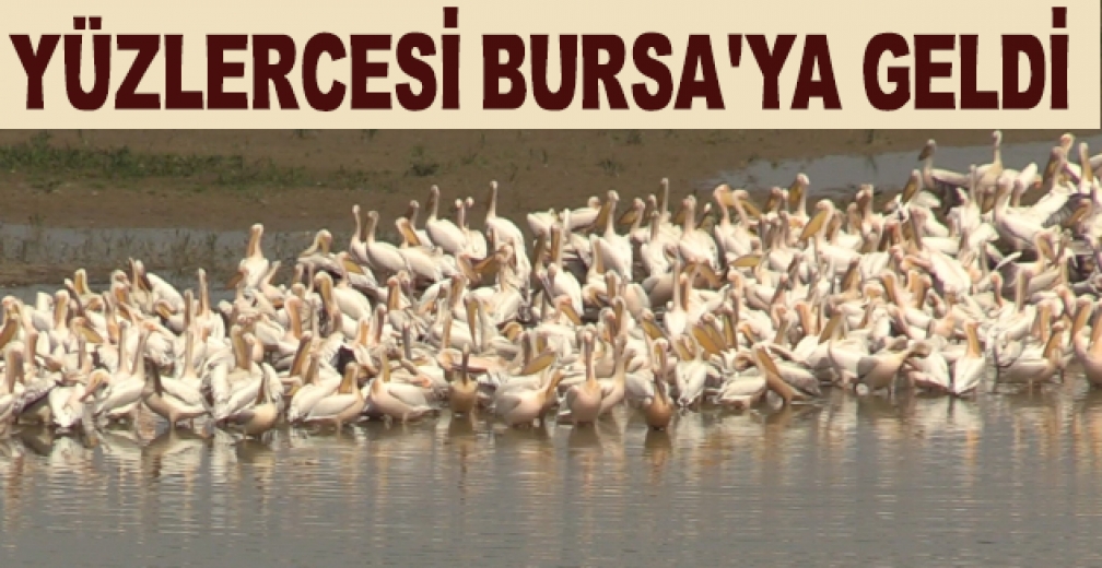 Yüzlercesi Bursaya Geldi, Gören Telefona Sarıldı
